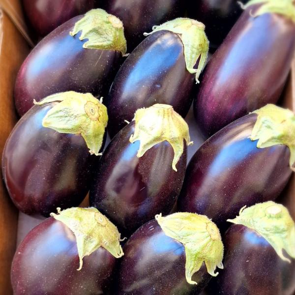 Aubergine 'Tonda'